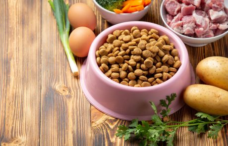 הבית המושלם לחבר על ארבע: שילוב בין תזונה נכונה לפינה חמה