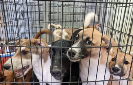 עשרה כלבים מגזע כנעני מערד הוטסו לאימוץ בקנדה