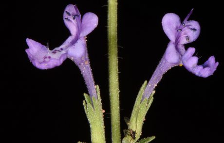 תגלית השבוע: התגלה בדרום ירדן צמח חדש
