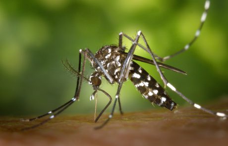 הצילו איך נפטרים מהיתושים בגינה? כל המידע כאן ועכשיו