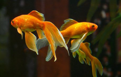 חוקרים הצליחו להוכיח: דג זהב יכול לנהוג ביבשה
